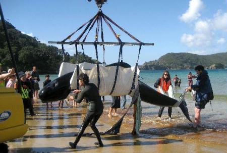 A surviving beached pilot whale is lifted into a vehicle at Karikari beach, in New Zealand. 