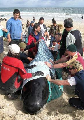 Rescuers try to lift a stranded pilot whale at Karikari beach, in New Zealand. Only nine of 63 whales which beached themselves in a northern New Zealand bay survived, rescuers said.