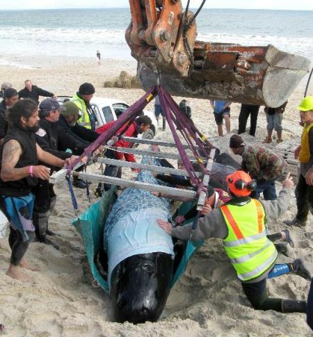 Rescuers try to lift a stranded pilot whale at Karikari beach, in New Zealand. 