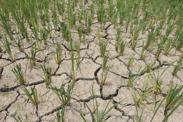 Photo taken on Aug. 22, 2010 shows a piece of dry paddyfield in Gaochang of Huaxi District, Guiyang City, capital of southwest China's Guizhou Province. 