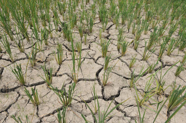 Cracks are seen in a dried-up rice field in Gaochang village in Guiyang city, Southwest China&apos;s Guizhou province, Aug 22, 2010. Parts of Guizhou were hit by a severe drought in recent days due to a lack of rain and hot weather. About 630,200 people and 248,600 heads of livestock are suffering from a drinking water shortage. [Xinhua]
