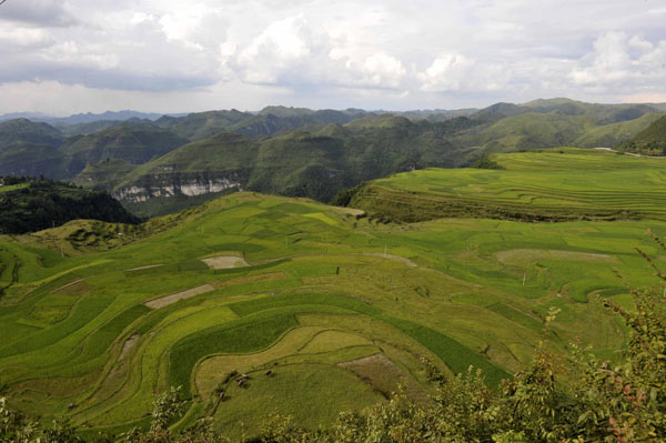 Some of the rice has turned yellow due to drought in Gaochang village in Guiyang city, Southwest China&apos;s Guizhou province, Aug 22, 2010. [Xinhua]
