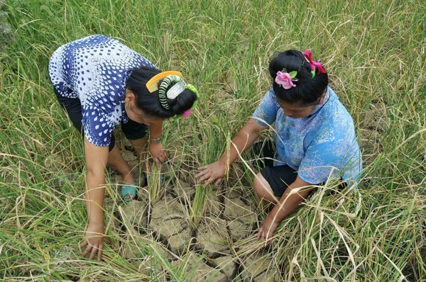 Villagers check their rice at a dried-up field in Shanglang village in Kaili city, Southwest China&apos;s Guizhou province, Aug 22, 2010. [Xinhua]