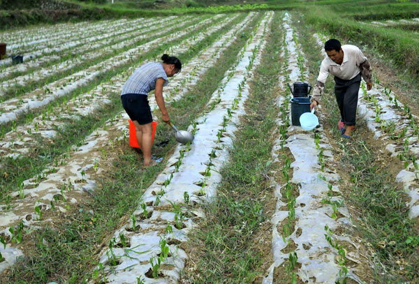 Villagers water their crops at a dried-up field in Shanglang village in Kaili city, Southwest China&apos;s Guizhou province, Aug 22, 2010. [Xinhua]