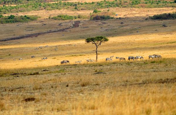 Photo taken on Aug. 12, 2010 shows zebras grazing in Masai Mara National Park in Kenya. [Xinhua/Liu Chan] 