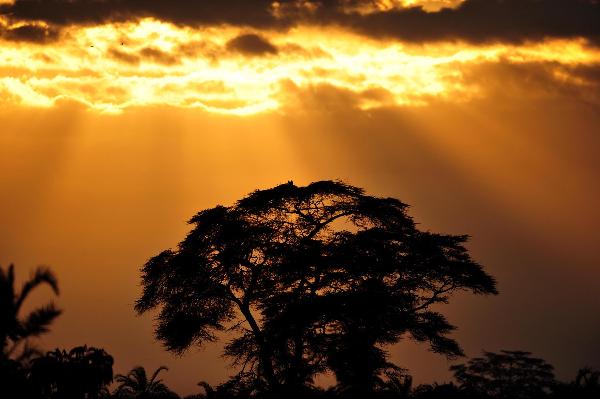 Photo taken on Aug. 3, 2010 shows the scenery at dawn in the Amboseli National Park in Kenya. [Xinhua/Liu Chan]