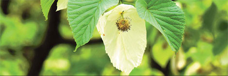 Davidia involucrata is an endangered species growing in Southwest China. The seed bank at the Kunming Institute of Botany is aiming to protect China's most rare plants. 