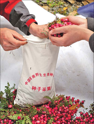 Botanists collect samples during an expedition into the wilds of Yunnan, the Kingdom of Plants. 