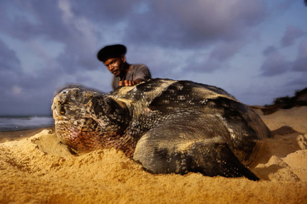 Leatherback Sea Turtles, the largest of all living sea turtles and the fourth largest modern reptile behind three crocodilians. 