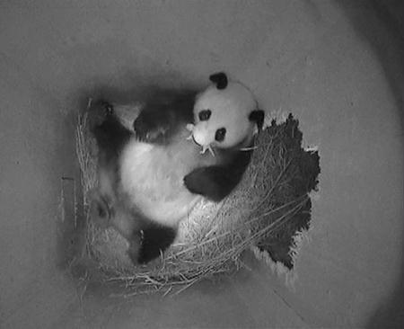 A still image from a monitoring camera shows giant panda mother Yang Yang holding her newborn cub inside a birth box at Vienna zoo.