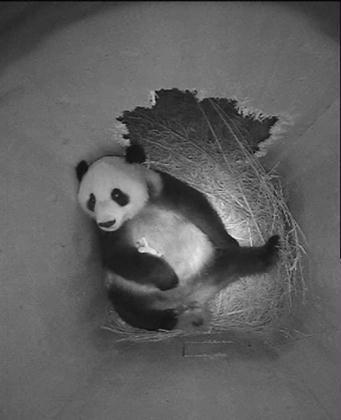 A still image from a monitoring camera shows giant panda mother Yang Yang holding her newborn cub inside a birth box at Vienna zoo