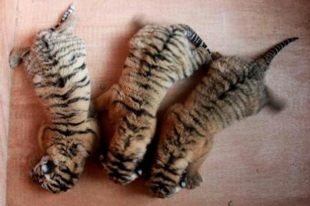 Photo taken on Aug. 23, 2010 shows three Siberian tiger cubs in Huangshang, east China's Anhui Province. Two female Siberian tigers gave birth to three cubs here in July and August. 