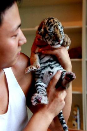 A breeder checks physical condition of a Siberian tiger cub in the Hulinyuan park in Huangshang, east China's Anhui Province, Aug. 23, 2010. Two female Siberian tigers gave birth to three cubs here in July and August.