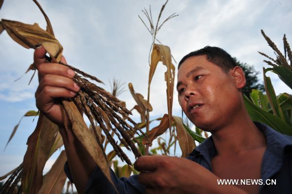 A villager named Long Jiayun holds dried crops in the drought-hit Tianzhu County, southwest China's Guizhou Province, Aug. 24, 2010. Due to the high-temperature and less-rainfall weather condition, serious drought hit some of the areas in Guizhou. Crop failure will be seen in some severely afflicted areas. 