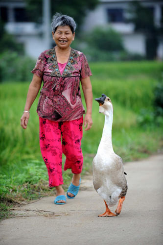 Hu Meiying, 70, walks home with her goose in Pantian village in Luxi county, East China&apos;s Jiangxi province, Aug 26, 2010. The goose, the only one left of the dozens Hu raised 11 years ago, follows its master everywhere she goes. Hu said the animal adds great fun to her life and she enjoys farming and shopping with it. [Xinhua]