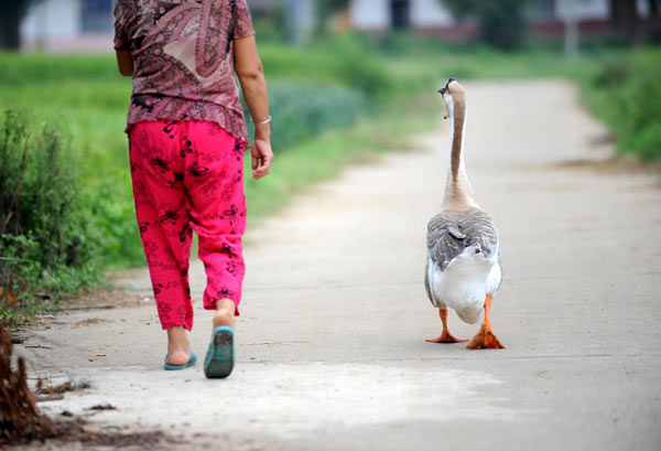 Hu Meiying takes a walk with her goose in Pantian village in Luxi county, East China&apos;s Jiangxi province, Aug 26, 2010. [Xinhua]