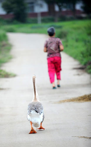 Hu Meiying&apos;s goose tries to catch up with her while she speeds up on the road in Pantian village in Luxi county, East China&apos;s Jiangxi province, Aug 26, 2010. [Xinhua]