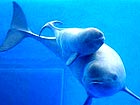 A New Generation of the Finless Porpoise