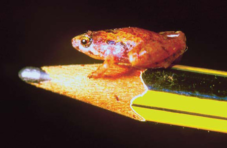 Pea-sized frogs found in carnivorous plants