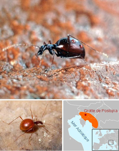 Cave beetle Leptodirus hochenwartii