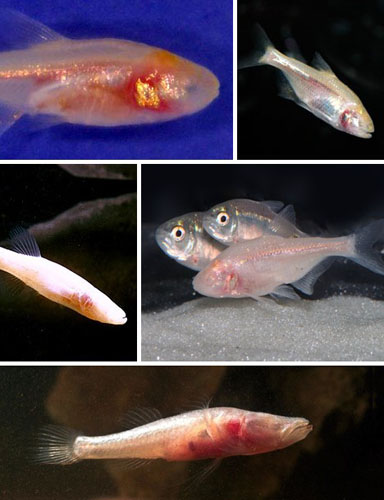 Blind cave fish (Anoptichthys jordani) of Mexico