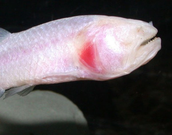 Brazilian blind characid (Stygichthys typhlops) 