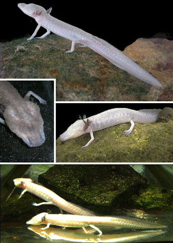 Texas blind salamander 