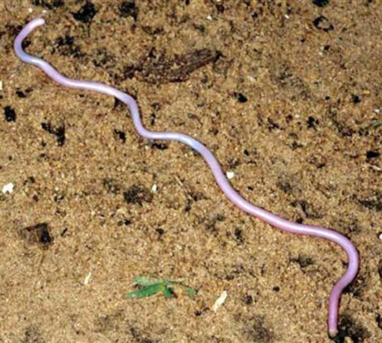 Madagascar blind snake