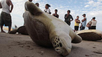 Indigenous Miskitos buy endangered green sea turtles (Chelonia mydas) ashore at Puerto Cabezas, along Nicaragua's Caribbean coast August 24, 2010.