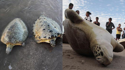 Save endangered green sea turtles in Nicaragua!