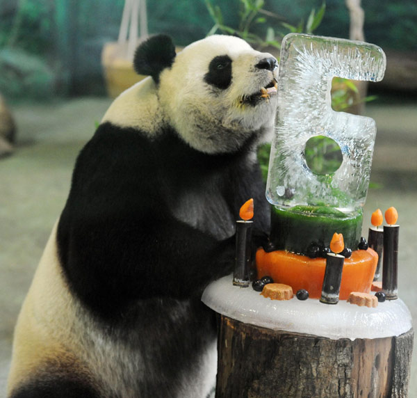 Giant panda Yuan Yuan tastes her &apos;birthday cake&apos; as she celebrates her sixth birthday in Taipei Zoo in Taipei, Taiwan province of China, Aug 29, 2010. A total of 66 families from three generations came to Taipei Zoo on Sunday for the birthday celebration of the giant panda pair Tuan Tuan and Yuan Yuan. Tuan Tuan and Yuan Yuan were sent to Taiwan in 2008 as a gesture of goodwill from the Chinese mainland. Yuan Yuan was born on Aug 30, 2004 and Tuan Tuan was born on Sep 1, 2004. [Xinhua]