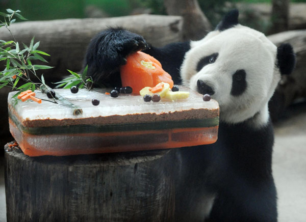 Giant panda Tuan Tuan eats his &apos;birthday cake&apos; as he celebrates his sixth birthday in Taipei Zoo, Aug 29, 2010. [Xinhua]