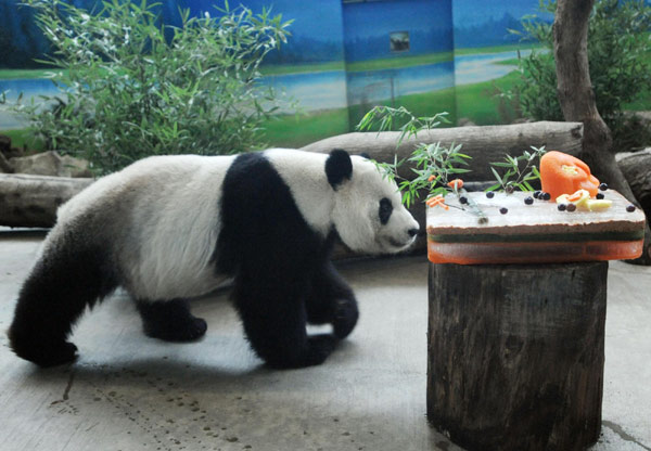 Giant panda Tuan Tuan walks to his birthday cake as he celebrates his six6th birthday in Taipei Zoo, Aug 29, 2010. [Xinhua]