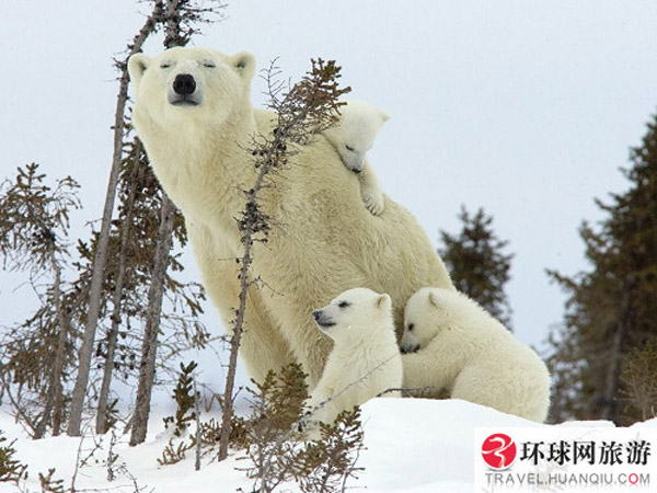 Call of Wild: polar bears in Canada 