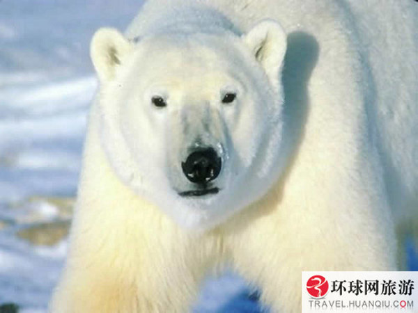 Call of Wild: polar bears in Canada 