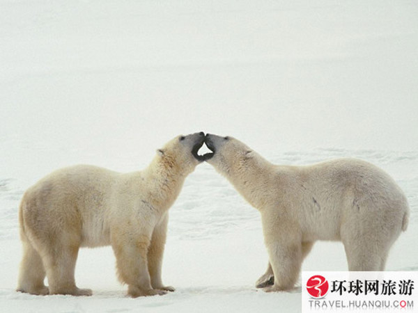 Call of Wild: polar bears in Canada 