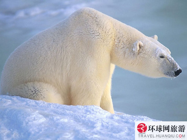 Call of Wild: polar bears in Canada 