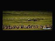 Sheep are heading home in the sunset glow on the Hulun Buir Grassland in Innner Mongolia Autonomous Region, northern China, on Aug. 27, 2010. [Xinhua/Li Xin]