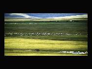 Sheep graze on the Hulun Buir Grassland in Innner Mongolia Autonomous Region, northern China, on Aug. 27, 2010. [Xinhua/Li Xin]