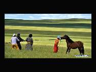Herdsmen try to tame a horse in Chen Barag Qi on the Hulun Buir Grassland in Innner Mongolia Autonomous Region, northern China, on Aug. 27, 2010. [Xinhua/Li Xin]  