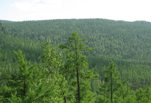 A general view shows the Moerdaoga National Forest Park in the Greater Khingan Range of North China's Inner Mongolia Autonomous Region, August 28, 2010. 