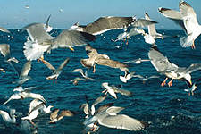 Seabirds, North Atlantic Ocean. 