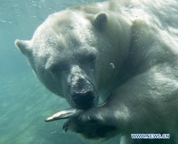 A polar bear swims in a pool at Toronto Zoo in Toronto, Canada, on Sept. 1, 2010. The highest temperature reached 35 degrees Celsius in Toronto on Wednesday. 