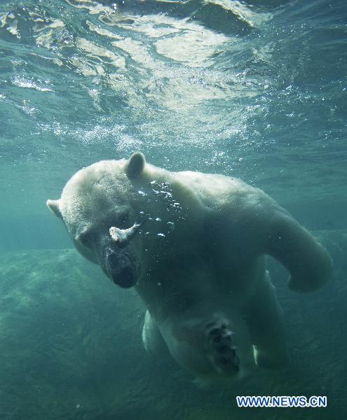 A polar bear swims in a pool at Toronto Zoo in Toronto, Canada, on Sept. 1, 2010. 