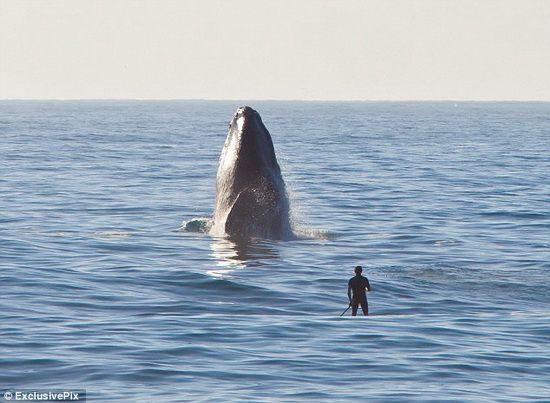 Photographer Michael Poliza captures his friend Axel Ohm edging closer and closer to the Southern Right Whale off Hermanus, South Africa. [Photo:cri.cn]