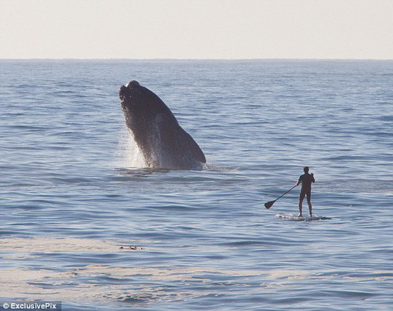 Axel Ohm closes in on the whale as it continues the dramatic display of acrobatics. [Photo:cri.cn]