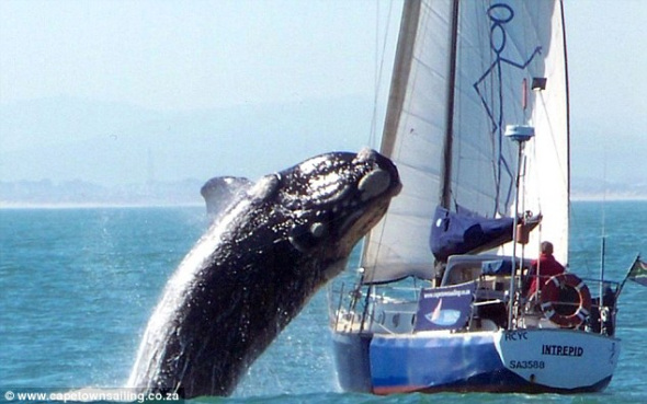 A Southern Right Whale crashes, mid-breach, into a sailboat in waters off Cape Town. [Photo: cri.cn]