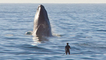 Whale and human being