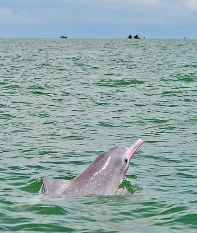 A dolphin frolics in the waters of Sanniang Bay, Qinzhou in the Guangxi Zhuang autonomous region.