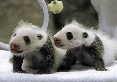 In this Friday Sept. 3, 2010, photo twin panda cubs cry in an incubator at the Wakayama Adventure World at Shirahama, southwestern Japan. [Xinhua]